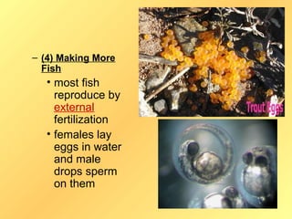 – (4) Making More
  Fish
  • most fish
    reproduce by
    external
    fertilization
  • females lay
    eggs in water
    and male
    drops sperm
    on them
 