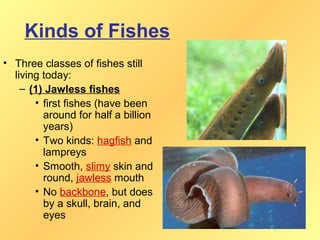 Kinds of Fishes
• Three classes of fishes still
  living today:
    – (1) Jawless fishes
       • first fishes (have been
         around for half a billion
         years)
       • Two kinds: hagfish and
         lampreys
       • Smooth, slimy skin and
         round, jawless mouth
       • No backbone, but does
         by a skull, brain, and
         eyes
 