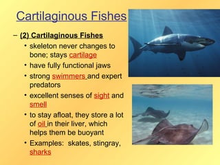 Cartilaginous Fishes
– (2) Cartilaginous Fishes
   • skeleton never changes to
     bone; stays cartilage
   • have fully functional jaws
   • strong swimmers and expert
     predators
   • excellent senses of sight and
     smell
   • to stay afloat, they store a lot
     of oil in their liver, which
     helps them be buoyant
   • Examples: skates, stingray,
     sharks
 