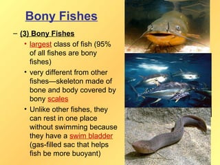 Bony Fishes
– (3) Bony Fishes
   • largest class of fish (95%
     of all fishes are bony
     fishes)
   • very different from other
     fishes—skeleton made of
     bone and body covered by
     bony scales
   • Unlike other fishes, they
     can rest in one place
     without swimming because
     they have a swim bladder
     (gas-filled sac that helps
     fish be more buoyant)
 
