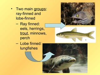 • Two main groups:
  ray-finned and
  lobe-finned
  – Ray finned:
     eels, herrings,
     trout, minnows,
     perch
  – Lobe finned:
     lungfishes
 