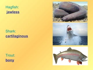 Hagfish:
jawless




Shark:
cartilaginous




Trout:
bony
 