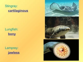 Stingray:
  cartilaginous




Lungfish:
  bony



Lamprey:
  jawless
 