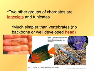 •Two other groups of chordates are
lancelets and tunicates

  •Much simpler than vertebrates (no
  backbone or well developed head)
 