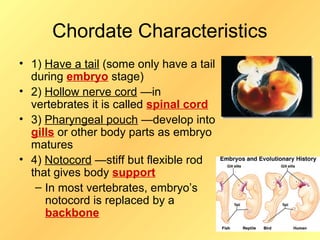 Chordate Characteristics
• 1) Have a tail (some only have a tail
  during embryo stage)
• 2) Hollow nerve cord —in
  vertebrates it is called spinal cord
• 3) Pharyngeal pouch —develop into
  gills or other body parts as embryo
  matures
• 4) Notocord —stiff but flexible rod
  that gives body support
   – In most vertebrates, embryo’s
     notocord is replaced by a
     backbone
 