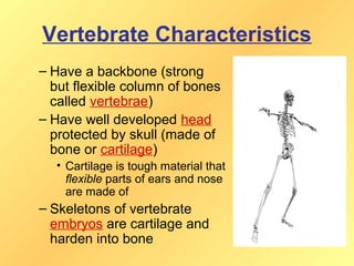 Vertebrate Characteristics
– Have a backbone (strong
  but flexible column of bones
  called vertebrae)
– Have well developed head
  protected by skull (made of
  bone or cartilage)
  • Cartilage is tough material that
    flexible parts of ears and nose
    are made of
– Skeletons of vertebrate
  embryos are cartilage and
  harden into bone
 