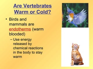 Are Vertebrates
   Warm or Cold?
• Birds and
  mammals are
  endotherms (warm
  blooded)
  – Use energy
    released by
    chemical reactions
    in the body to stay
    warm
 