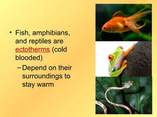 • Fish, amphibians,
  and reptiles are
  ectotherms (cold
  blooded)
   – Depend on their
     surroundings to
     stay warm
 
