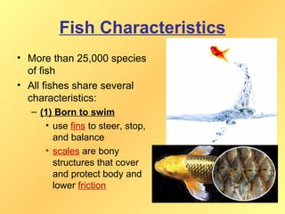 Fish Characteristics
• More than 25,000 species
  of fish
• All fishes share several
  characteristics:
  – (1) Born to swim
     • use fins to steer, stop,
       and balance
     • scales are bony
       structures that cover
       and protect body and
       lower friction
 