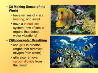 – (2) Making Sense of the
  World
   • have senses of vision,
     hearing, and smell
   • have a lateral line
     system (row of sense
     organs that detect
     water vibrations)
– (3)Underwater Breathing
   • use gills to breathe
     (organ that removes
     oxygen from water)
   • gills also remove
     carbon dioxide from
     the blood
 