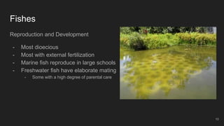 Fishes
Reproduction and Development
- Most dioecious
- Most with external fertilization
- Marine fish reproduce in large schools
- Freshwater fish have elaborate mating
- Some with a high degree of parental care
10
 