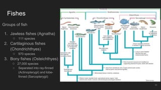 Fishes
Groups of fish
1. Jawless fishes (Agnatha)
○ 111 species
2. Cartilaginous fishes
(Chondrichthyes)
○ 970 species
3. Bony fishes (Osteichthyes)
○ 27,000 species
○ Separated into ray-finned
(Actinopterygii) and lobe-
finned (Sarcopterygii)
11
 