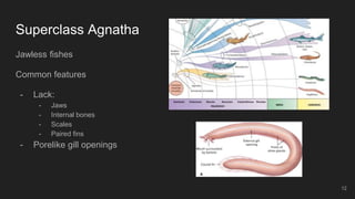 Superclass Agnatha
Jawless fishes
Common features
- Lack:
- Jaws
- Internal bones
- Scales
- Paired fins
- Porelike gill openings
12
 