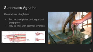 Superclass Agnatha
Class Myxini - hagfishes
- Two toothed plates on tongue that
grasp prey
- May tie knot with body for leverage
14
 