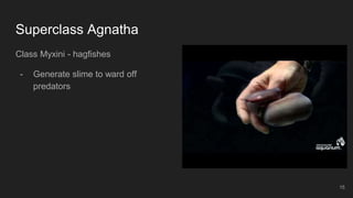 Superclass Agnatha
Class Myxini - hagfishes
- Generate slime to ward off
predators
15
 
