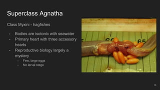 Superclass Agnatha
Class Myxini - hagfishes
- Bodies are isotonic with seawater
- Primary heart with three accessory
hearts
- Reproductive biology largely a
mystery
- Few, large eggs
- No larval stage
16
 