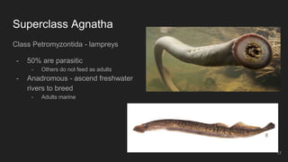 Superclass Agnatha
Class Petromyzontida - lampreys
- 50% are parasitic
- Others do not feed as adults
- Anadromous - ascend freshwater
rivers to breed
- Adults marine
17
 