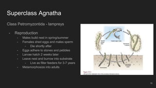 Superclass Agnatha
Class Petromyzontida - lampreys
- Reproduction
- Males build nest in spring/summer
- Females shed eggs and males sperm
- Die shortly after
- Eggs adhere to stones and pebbles
- Larvae hatch 2 weeks later
- Leave nest and burrow into substrate
- Live as filter feeders for 3-7 years
- Metamorphosize into adults
18
 