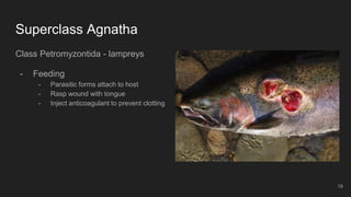 Superclass Agnatha
Class Petromyzontida - lampreys
- Feeding
- Parasitic forms attach to host
- Rasp wound with tongue
- Inject anticoagulant to prevent clotting
19
 