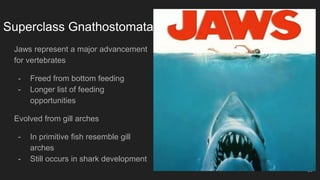 Superclass Gnathostomata
Jaws represent a major advancement
for vertebrates
- Freed from bottom feeding
- Longer list of feeding
opportunities
Evolved from gill arches
- In primitive fish resemble gill
arches
- Still occurs in shark development
20
 