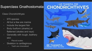 Superclass Gnathostomata
Class Chondrichthyes
- 970 species
- All but a few are marine
- Include the largest fish
- Body fusiform (sharks) or
flattened (skates and rays)
- Generally with tough, leathery
skin
- Placoid scales
- Skeleton is cartilaginous
- Teeth are mineralized
22
 