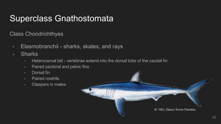Superclass Gnathostomata
Class Chondrichthyes
- Elasmobranchii - sharks, skates, and rays
- Sharks
- Heterocercal tail - vertebrae extend into the dorsal lobe of the caudal fin
- Paired pectoral and pelvic fins
- Dorsal fin
- Paired nostrils
- Claspers in males
23
 