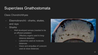 Superclass Gnathostomata
Class Chondrichthyes
- Elasmobranchii - sharks, skates,
and rays
- Sharks
- Well developed senses (needed to be
an efficient predator)
- Olfactory organs used to long-
distance detection
- Lateral line used at moderate
distances
- Vision and ampullae of Lorenzini
used at close distances
24
 