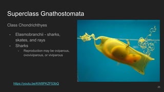 Superclass Gnathostomata
Class Chondrichthyes
- Elasmobranchii - sharks,
skates, and rays
- Sharks
- Reproduction may be oviparous,
ovoviviparous, or viviparous
25
https://youtu.be/KW8PKZF53bQ
 