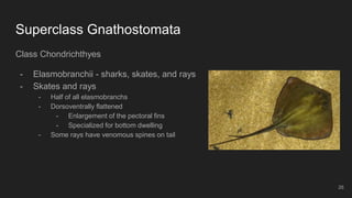 Superclass Gnathostomata
Class Chondrichthyes
- Elasmobranchii - sharks, skates, and rays
- Skates and rays
- Half of all elasmobranchs
- Dorsoventrally flattened
- Enlargement of the pectoral fins
- Specialized for bottom dwelling
- Some rays have venomous spines on tail
26
 
