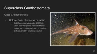 Superclass Gnathostomata
Class Chondrichthyes
- Holocephali - chimaeras or ratfish
- Split from elasmobranchs 380 MYA
- Jaws bear flat plates instead of teeth
- Upper jaw completely fused to cranium
- Gills covered by single operculum
27
 
