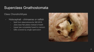 Superclass Gnathostomata
Class Chondrichthyes
- Holocephali - chimaeras or ratfish
- Split from elasmobranchs 380 MYA
- Jaws bear flat plates instead of teeth
- Upper jaw completely fused to cranium
- Gills covered by single operculum
28
 