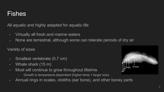 Fishes
All aquatic and highly adapted for aquatic life
- Virtually all fresh and marine waters
- None are terrestrial, although some can tolerate periods of dry air
Variety of sizes
- Smallest vertebrate (0.7 cm)
- Whale shark (15 m)
- Most will continue to grow throughout lifetime
- Growth is temperature dependant (higher temp = larger size)
- Annual rings in scales, otoliths (ear bone), and other boney parts
3
 
