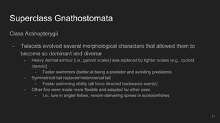 Superclass Gnathostomata
Class Actinopterygii
- Teleosts evolved several morphological characters that allowed them to
become so dominant and diverse
- Heavy dermal armour (i.e., ganoid scales) was replaced by lighter scales (e.g., cycloid,
ctenoid)
- Faster swimmers (better at being a predator and avoiding predators)
- Symmetrical tail replaced heterocercal tail
- Faster swimming ability (all force directed backwards evenly)
- Other fins were made more flexible and adapted for other uses
- I.e., lure in angler fishes, venom-delivering spines in scorpionfishes
31
 