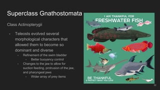 Superclass Gnathostomata
Class Actinopterygii
- Teleosts evolved several
morphological characters that
allowed them to become so
dominant and diverse
- Refinement of the swim bladder
- Better buoyancy control
- Changes to the jaw to allow for
suction feeding, protrusion of the jaw,
and pharyngeal jaws
- Wider array of prey items
32
 