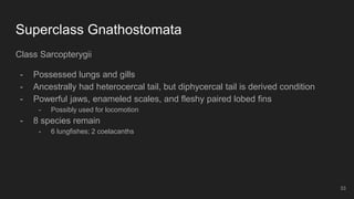 Superclass Gnathostomata
Class Sarcopterygii
- Possessed lungs and gills
- Ancestrally had heterocercal tail, but diphycercal tail is derived condition
- Powerful jaws, enameled scales, and fleshy paired lobed fins
- Possibly used for locomotion
- 8 species remain
- 6 lungfishes; 2 coelacanths
33
 