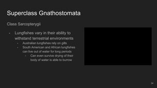 Superclass Gnathostomata
Class Sarcopterygii
- Lungfishes vary in their ability to
withstand terrestrial environments
- Australian lungfishes rely on gills
- South American and African lungfishes
can live out of water for long periods
- Can even survive drying of their
body of water is able to burrow
34
 