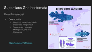 Superclass Gnathostomata
Class Sarcopterygii
- Coelacanths
- Once only known from fossils
- Discovered living in 1938
- Two species - one near
Madagascar, one near
Philippines
35
https://youtu.be/rYOf2wIoxgo
 