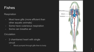 Fishes
Respiration
- Most have gills (more efficient than
other aquatic animals)
- Some have cutaneous respiration
- Some can breathe air
Circulation
- 2 chambered heart with single
circuit
- Blood pumped through gills then to body
7
 