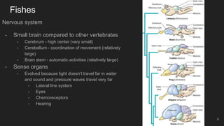 Fishes
Nervous system
- Small brain compared to other vertebrates
- Cerebrum - high center (very small)
- Cerebellum - coordination of movement (relatively
large)
- Brain stem - automatic activities (relatively large)
- Sense organs
- Evolved because light doesn’t travel far in water
and sound and pressure waves travel very far
- Lateral line system
- Eyes
- Chemoreceptors
- Hearing
8
 