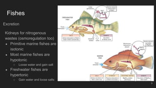 Fishes
Excretion
Kidneys for nitrogenous
wastes (osmoregulation too)
● Primitive marine fishes are
isotonic
● Most marine fishes are
hypotonic
○ Loose water and gain salt
● Freshwater fishes are
hypertonic
○ Gain water and loose salts
9
 