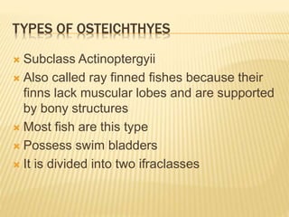 Fishes | PPT