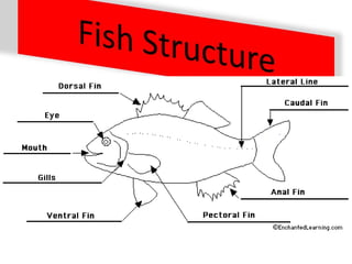 Stringfish Diagram Fishes and amphibians | PPTX