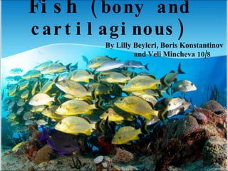 Fish  (bony and cartilaginous) By Lilly Beyleri, Boris Konstantinov  and Veli Mincheva 10/8 