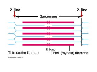 Z line            Z line




         H band
 