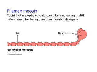Filamen meosin
Tediri 2 utas peptid yg satu sama lainnya saling melilit
dalam suatu heliks yg ujungnya membntuk kepala.
 