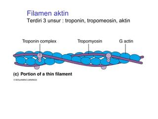 Filamen aktin
Terdiri 3 unsur : troponin, tropomeosin, aktin
 