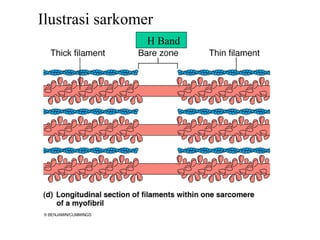 Ilustrasi sarkomer
                 H Band
 