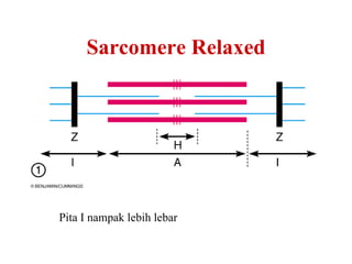 Sarcomere Relaxed




Pita I nampak lebih lebar
 
