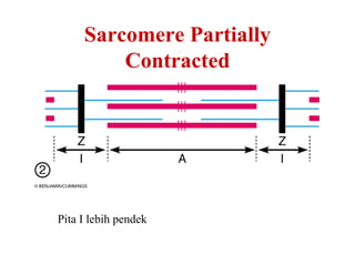 Sarcomere Partially
         Contracted




Pita I lebih pendek
 