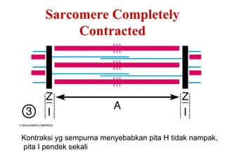 Sarcomere Completely
           Contracted




Kontraksi yg sempurna menyebabkan pita H tidak nampak,
pita I pendek sekali
 